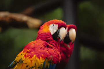 Pair of Scarlet Macaws Perched in the Rainforest of Costa Rica