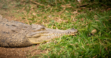 American Crocodile Resting on Grass