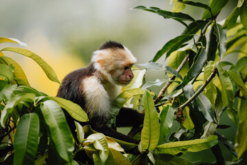 Fototapeta premium White-faced Capuchin Monkey Eating on a Tree Branch in Costa Rica