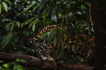 Jaguar walking through dense jungle vegetation, partially hidden by leaves