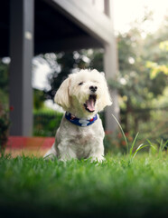 Happy white dog yawning in a sunny backyard, close-up portrait