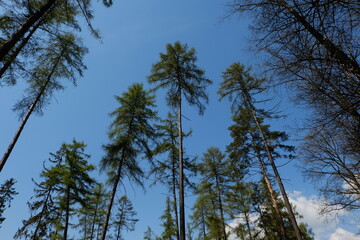 Forest lush green bohemia