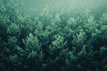 Fototapeta premium Dense evergreen forest shrouded in mist, aerial view showcasing lush green canopy.