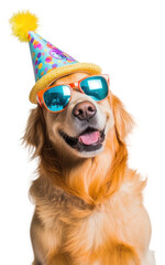 PNG Happy dog wearing party hat