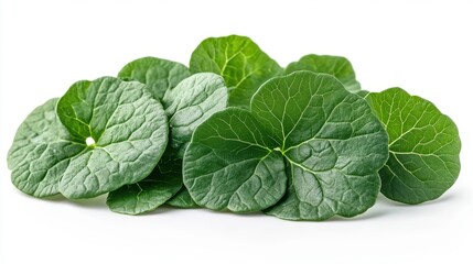 Fototapeta premium fresh green mustard leaf isolated