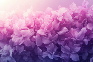 A vibrant close-up of delicate purple and pink hydrangeas bathed in soft sunlight.