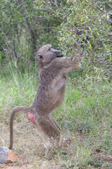 Bärenpavian / Chacma baboon / Papio ursinus