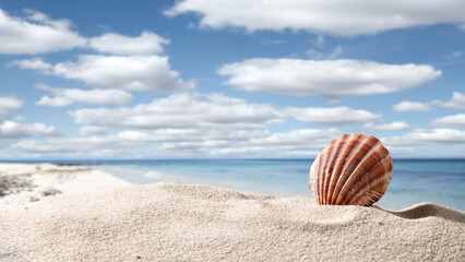 Obraz premium Sea shells on sand on the beach with blue sky and sea background.