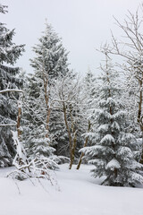 Fototapeta premium Winter forest