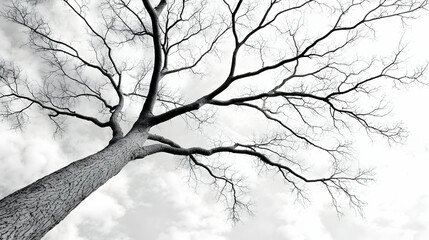 Obraz premium Leafless tree, sky background, winter scene, nature photography