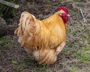 Rooster Chicken