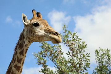 Giraffe / Giraffe / Giraffa camelopardalis