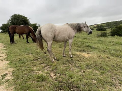 CABALLOS