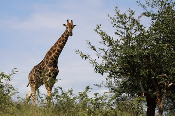 Giraffe / Giraffe / Giraffa camelopardalis