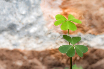 Three leaf Shamrock leaves close up. Close up of a bunch of green clover. Green clover background