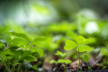 Three leaf Shamrock leaves close up. Close up of a bunch of green clover. Green clover background