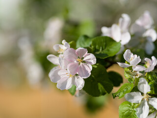 apple tree blossom