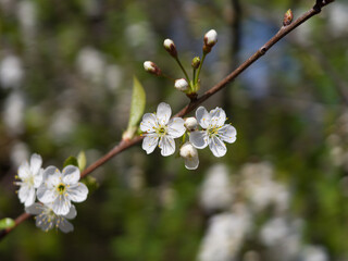 cherry tree blossom