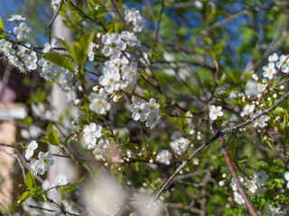blossoming apple tree