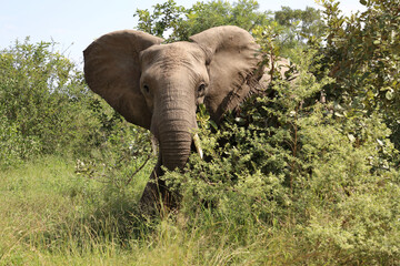 Afrikanischer Elefant / African elephant / Loxodonta africana