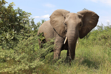 Afrikanischer Elefant / African elephant / Loxodonta africana