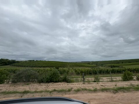 Vi&ntilde;edos camino Garz&oacute;n, Uruguay