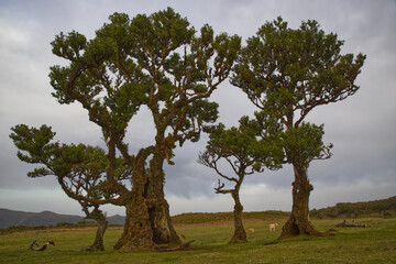 Trees of strange forms in absolute fog. A winter day. On the way to Pico Ruivo, the highest point of the Portuguese island of Madeira. 