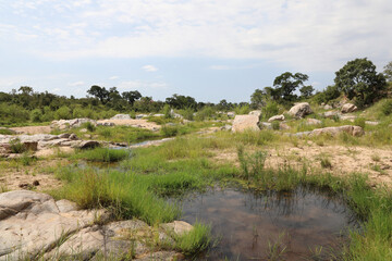 Afrikanischer Busch - Krügerpark - Biyamiti River / African Bush - Kruger Park - Biyamiti River /