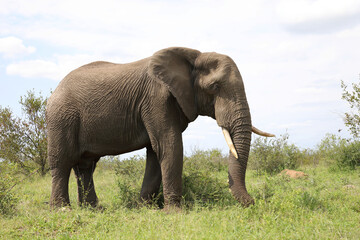 Obraz premium Afrikanischer Elefant / African elephant / Loxodonta africana