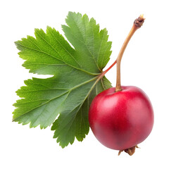 one signal hawthorn isolated on on transparent background png