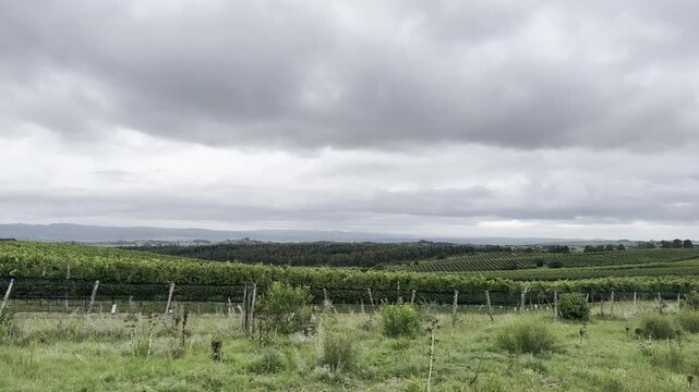 Vi&ntilde;edos camino Garz&oacute;n, Uruguay