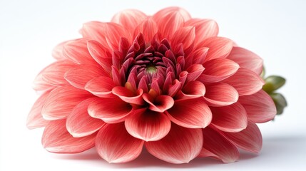 red dahlia isolated