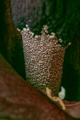 Devil's tongue flower