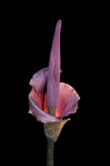Devil's tongue flower