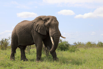 Fototapeta premium Afrikanischer Elefant / African elephant / Loxodonta africana