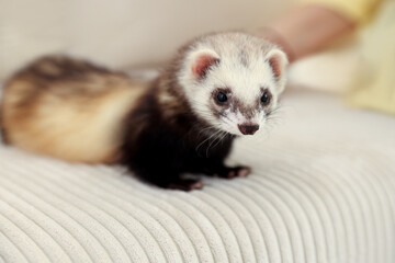 Cute ferret lying on sofa. Domestic pet