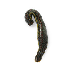 One medicinal leech isolated on white, top view