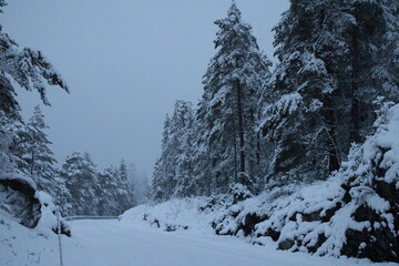 Obraz premium A snowy road winding through frost-laden trees.