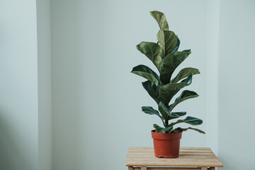 ficus lyrata in a white room