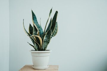 sansevieria in a white room