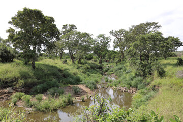 Afrikanischer Busch - Krügerpark - Silolweni River / African Bush - Kruger Park - Silolweni River /