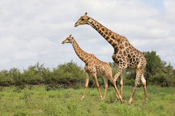 Giraffe / Giraffe / Giraffa camelopardalis