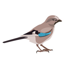 Eurasian jay bird. Vector illustration isolated on a white background