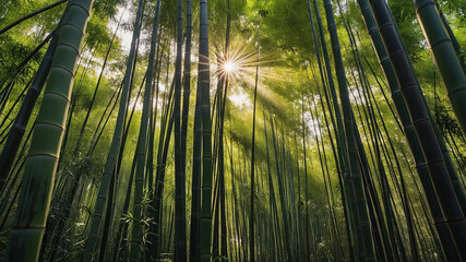 Sunlight filters through dense bamboo forest creating a serene atmosphere in the early morning hours