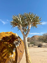 Quiver tree and rocks