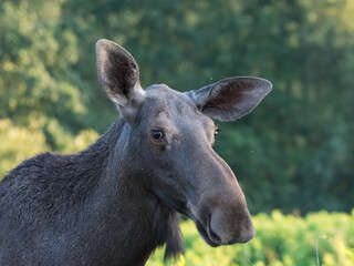 Moose in Kadyny village summer time