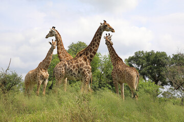 Giraffe / Giraffe / Giraffa camelopardalis