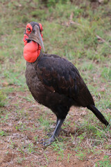 Kaffernhornrabe / Southern ground hornbill / Bucorvus leadbeateri