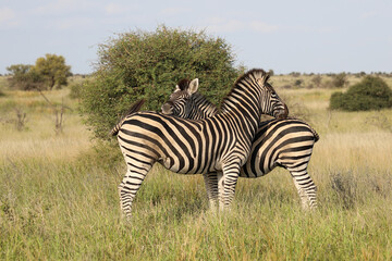 Steppenzebra / Burchell's zebra / Equus quagga burchellii