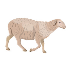 Domestic sheep walking. Farm animal. Vector illustration isolated on a white background 